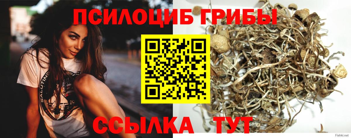 закладки  Псилоцибиновые грибы Magic Shrooms  Вход с VPN  Рязань  Галлюциногенные грибы Psilocybe 